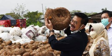 Berikut Tips Mengolah Porang agar Nilai Jualnya Tinggi…