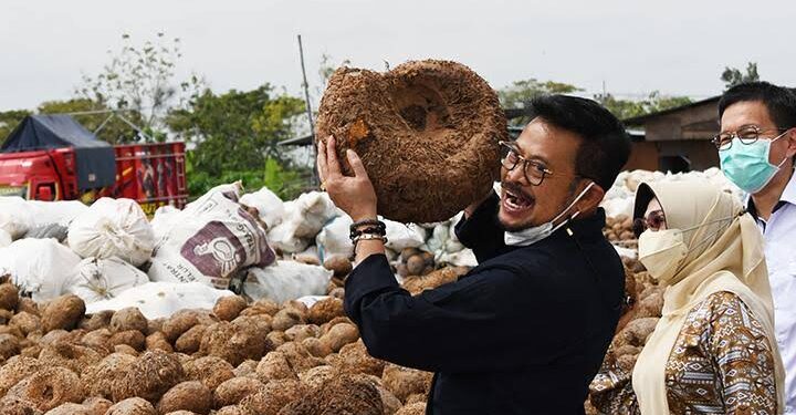 Berikut Tips Mengolah Porang agar Nilai Jualnya Tinggi…