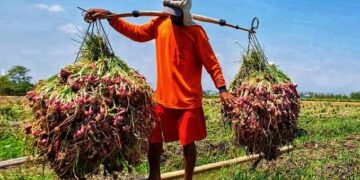 200 Ton Bawang Asal Enrekang Masuk Kaltim Tiap Pekan