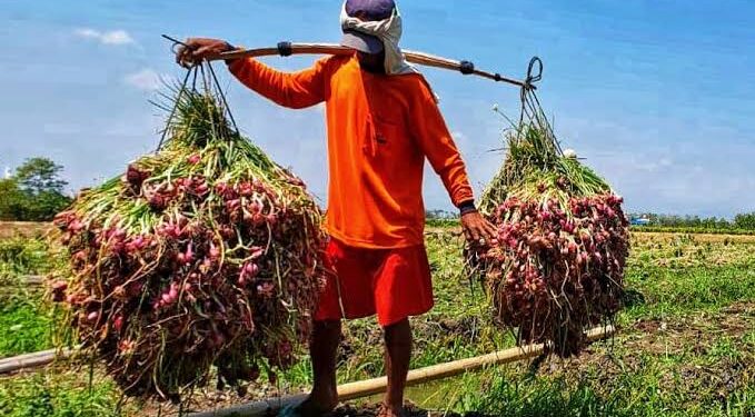 200 Ton Bawang Asal Enrekang Masuk Kaltim Tiap Pekan