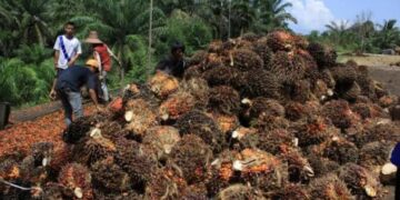 Harga Sawit dan CPO Kembali Turun