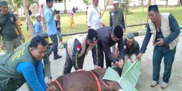 PD Muhammadiyah Kutim Sembelih 37 Ekor Hewan Kurban untuk Masyarakat