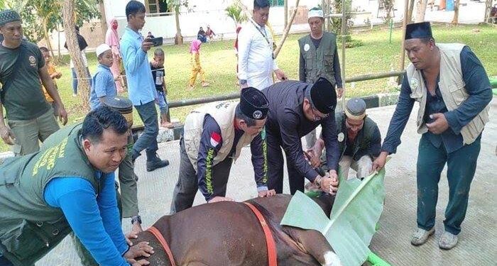 PD Muhammadiyah Kutim Sembelih 37 Ekor Hewan Kurban untuk Masyarakat