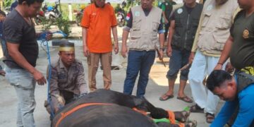 Bupati Ardiansyah Saksikan Prosesi Pemotongan Kurban di Masjid Agung Al Faruq