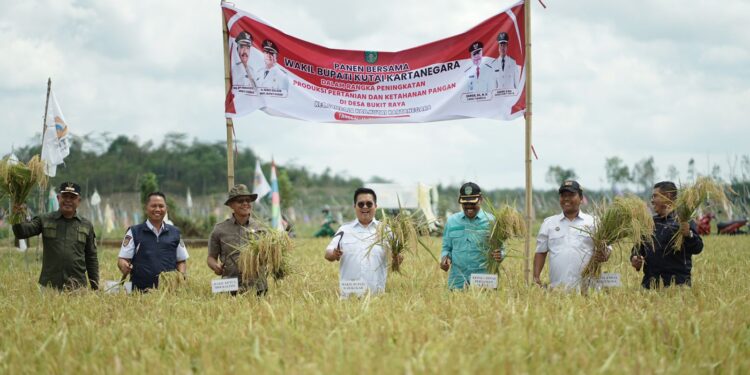 Panen Raya di Desa Bukit Raya, Rendi Solihin Yakin Kukar Mampu Menjadi Pemasok Pangan IKN
