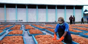 Pemkab Kukar Alokasikan Rp 22 Miliar untuk Mesin Pabrik Rumput Laut