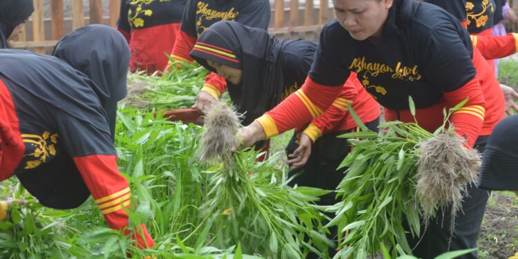 Menyokong Ketahanan Pangan, Bhayangkari Ranting Batalyon A Pelopor Brimob Kaltim Melakukan Panen Sayur di Kebun P2L