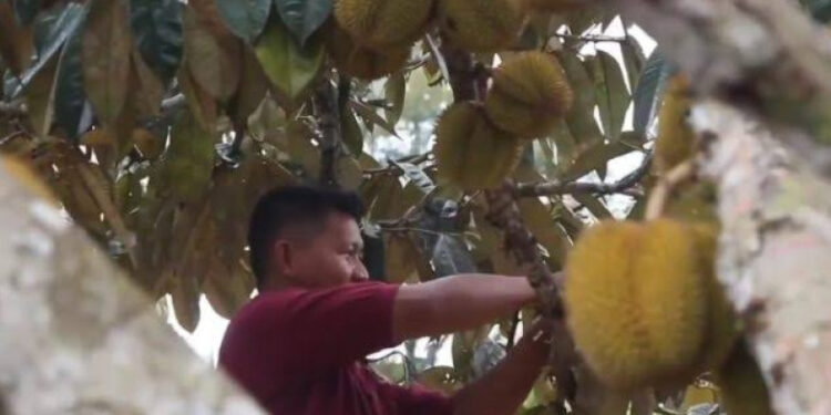 Mengenal Wisata Dewi Belai di Desa Batuah Kukar