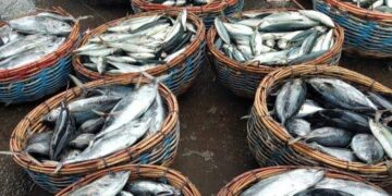 Potensi Perikanan Tangkap di Samboja Dinilai Menjanjikan