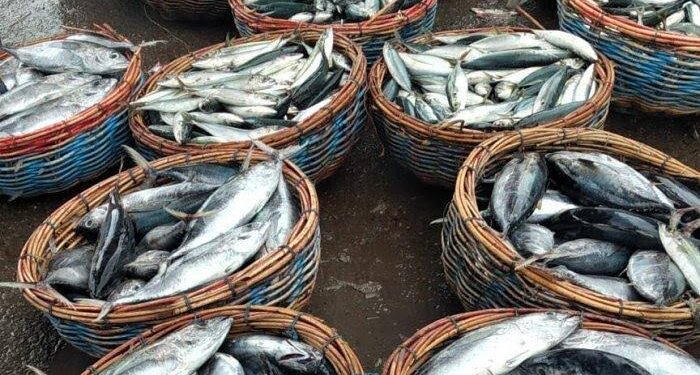 Potensi Perikanan Tangkap di Samboja Dinilai Menjanjikan