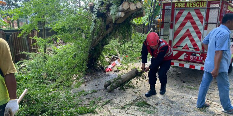 Brimob Batalyon A Sigap Evakuasi Pohon Tumbang Akibat Angin Kencang di Jalan Beller