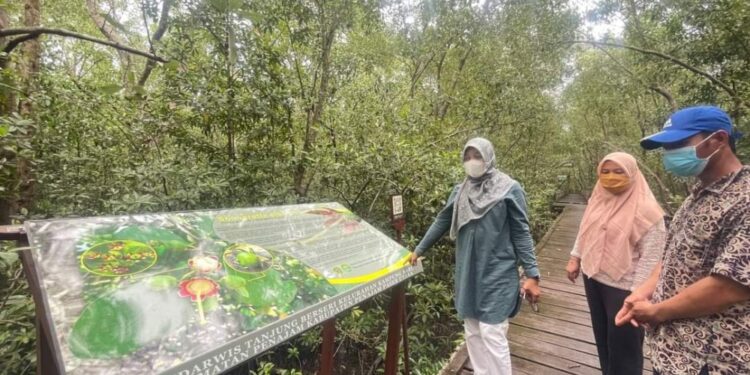 Progres Revitalisasi Ekowisata Mangrove Kampung Baru PPU Capai 25%, Ditargetkan Selesai Akhir Tahun