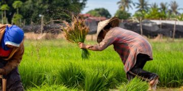 Serapan Gabah Petani di PPU Tembus 4.300 Ton, Harga Tertinggi Sejak 2023