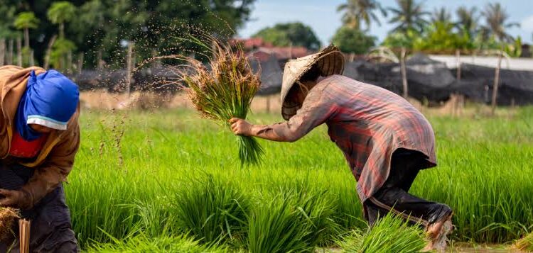 Serapan Gabah Petani di PPU Tembus 4.300 Ton, Harga Tertinggi Sejak 2023