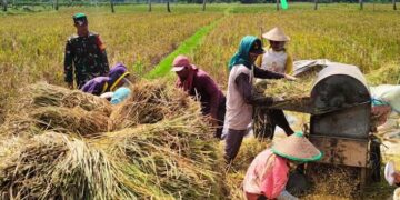 Pemkab PPU Dorong Modernisasi Pertanian: Pompanisasi dan Bantuan Transplanter untuk Tingkatkan Produksi