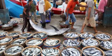 Dinas Perikanan PPU Usulkan Asuransi Nelayan, Tunggu Persetujuan Bupati