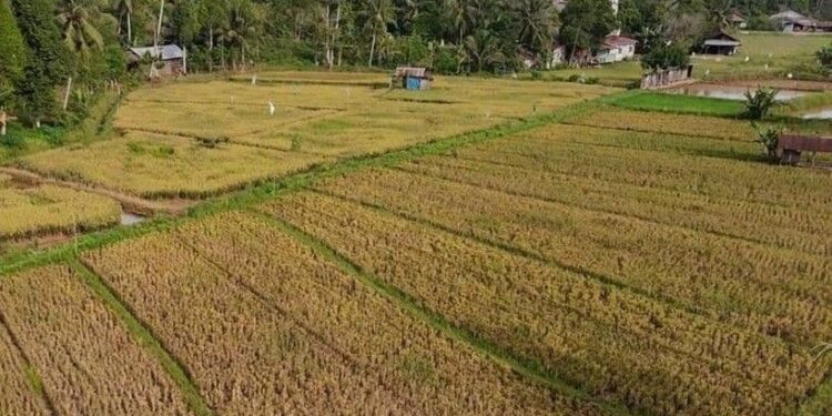 Kejar Kemandirian Beras, Kaltim Targetkan Cetak 20 Ribu Hektare Sawah Baru pada 2026