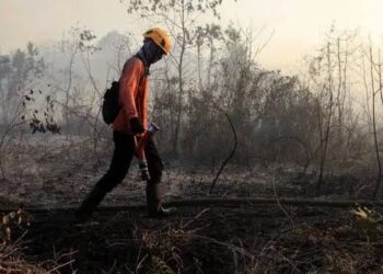 Karhutla Kaltim Meningkat, BPBD Perkuat Pencegahan di Tengah Musim Kemarau