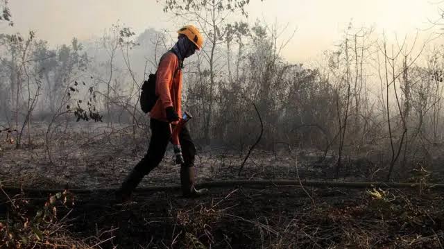 Karhutla Kaltim Meningkat, BPBD Perkuat Pencegahan di Tengah Musim Kemarau